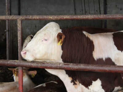 Obitelj Vrakić ugostila novinare iz Europe