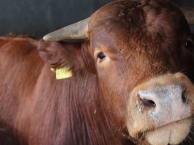 Obitelj Vrakić ugostila novinare iz Europe