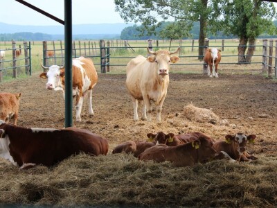 Obitelj Vrakić ugostila novinare iz Europe