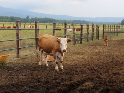 Obitelj Vrakić ugostila novinare iz Europe