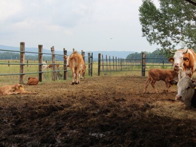 Obitelj Vrakić ugostila novinare iz Europe