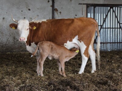 Obitelj Vrakić ugostila novinare iz Europe