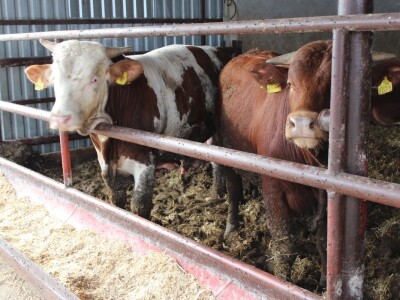 Obitelj Vrakić ugostila novinare iz Europe