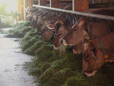 Obiteljska farma smeđih krava u Eichholzu