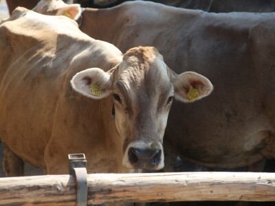 Obiteljska farma smeđih krava u Eichholzu