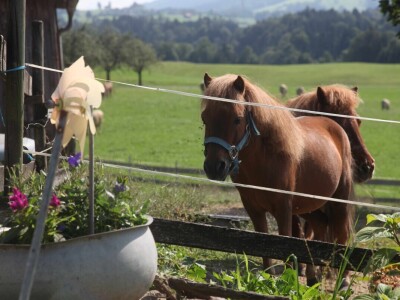 Obiteljska farma smeđih krava u Eichholzu