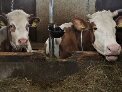 Obiteljska sirana Kusanovec