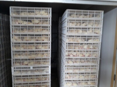 Obiteljsko gospodarstvo Grizelj