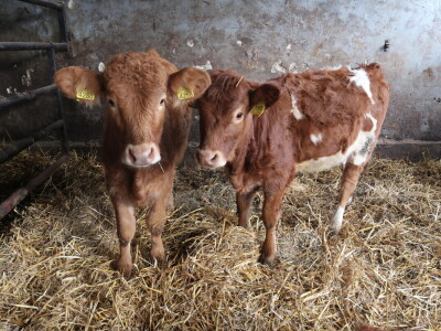 Obiteljsko poljoprivredno gospodarstvo Malerič iz Bele Krajine Obiteljsko poljoprivredno gospodarstvo Malerič iz Bele Krajine