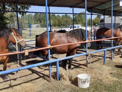 Obnova  Banovine Obnova  Banovine