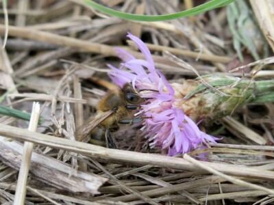 Obnova lokve u Loboriki