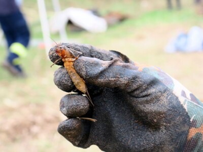 Obnova lokve u Loboriki