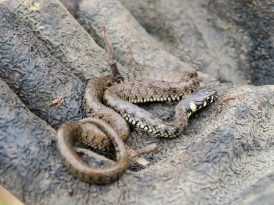 Obnova lokve u Loboriki