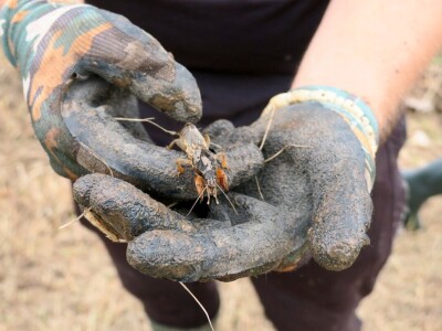 Obnova lokve u Loboriki