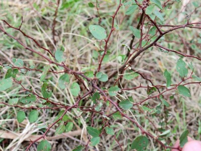 Obnova lokve u Loboriki