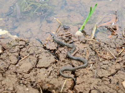 Obnova lokve u Loboriki