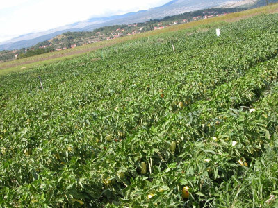 Obrađeno Sinjsko polje je itekako pogodno i za uzgoj povrća - paprika, rajčica, blitve, kupusa, krumpira, mrkve, cikle...