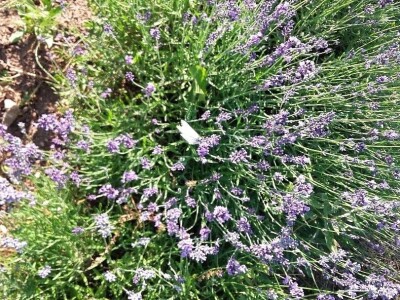 Obrt Ajda - Melanie Ajduković