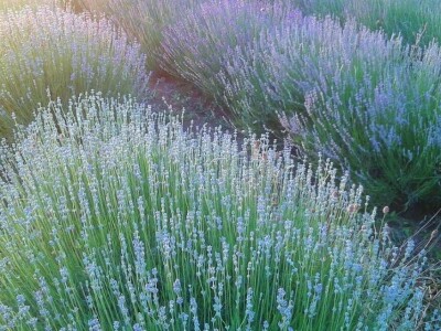 Obrt Ajda - Melanie Ajduković