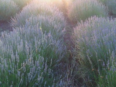 Obrt Ajda - Melanie Ajduković