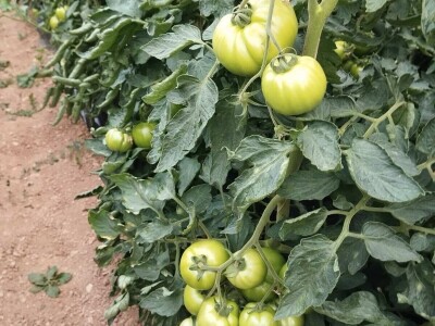 Obrt "Muslić" Visoko