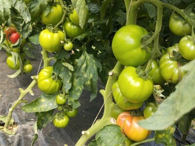 Obrt "Muslić" Visoko