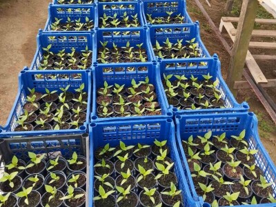 Obrt "Muslić" Visoko