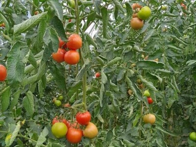 Obrt "Muslić" Visoko