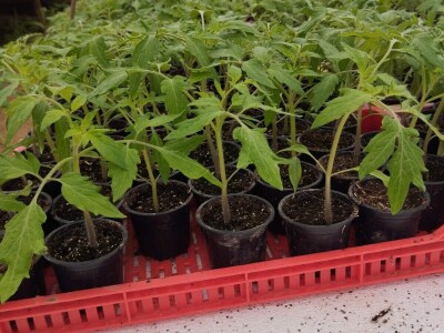 Obrt "Muslić" Visoko