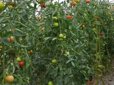 Obrt "Muslić" Visoko