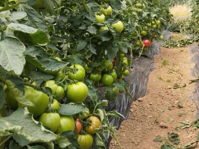 Obrt "Muslić" Visoko