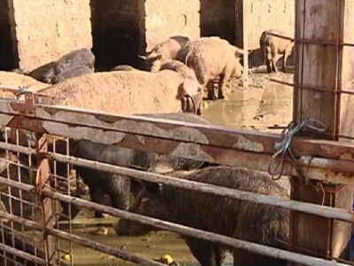 Obrt Vina otoka Paga