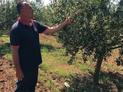 OBRT ŽIRO I OPG JOSIP KULAŠ: Dalmatinac Josip Kulaš prodaje maslinovo ulje izbirljivim Istranima