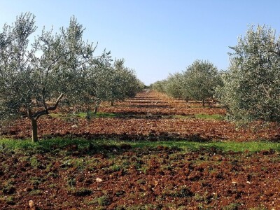 OBRT ŽIRO I OPG JOSIP KULAŠ: Dalmatinac Josip Kulaš prodaje maslinovo ulje izbirljivim Istranima