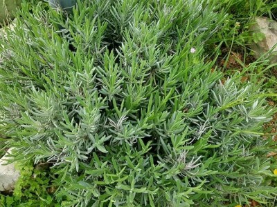 OBRT ŽIRO I OPG JOSIP KULAŠ: Dalmatinac Josip Kulaš prodaje maslinovo ulje izbirljivim Istranima