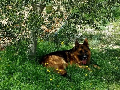 OBRT ŽIRO I OPG JOSIP KULAŠ: Dalmatinac Josip Kulaš prodaje maslinovo ulje izbirljivim Istranima