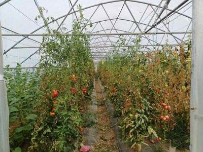 Obuka za proizvođače povrća Obuka za proizvođače povrća