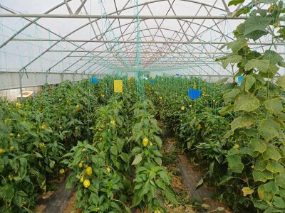 Obuka za proizvođače povrća Obuka za proizvođače povrća