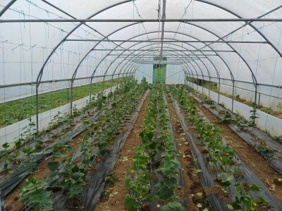 Obuka za proizvođače povrća Obuka za proizvođače povrća