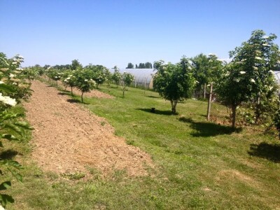 Ocat od bazginih bobica Ocat od bazginih bobica