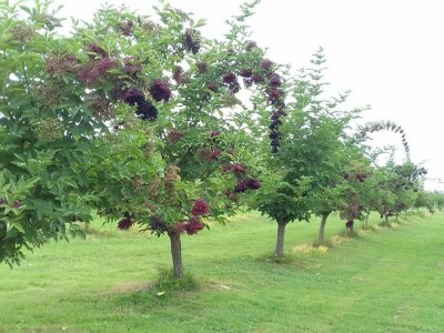 Ocat od bazginih bobica Ocat od bazginih bobica