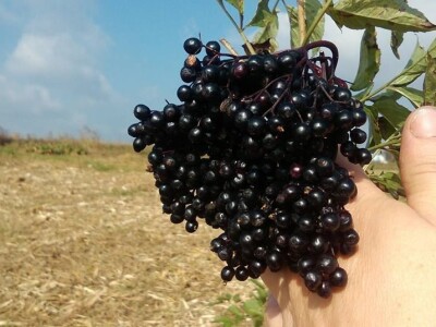 Ocat od bazginih bobica Ocat od bazginih bobica