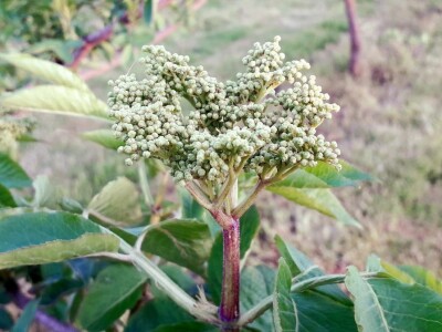 Ocat od bazginih bobica Ocat od bazginih bobica