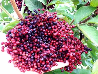 Ocat od bazginih bobica Ocat od bazginih bobica