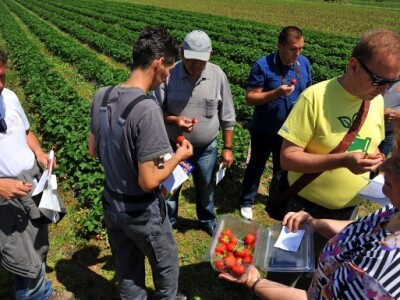 Komisija degustira jagode