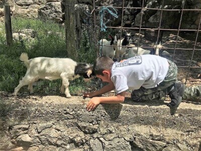 OČEVID ŠTETA OD VUKA U GOLUBIĆU - Šestogodišnji dječak prepoznao ugrize vuka na vratu usmrćenih koza!