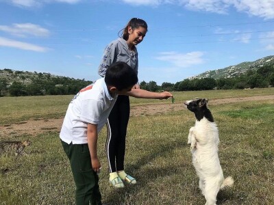 OČEVID ŠTETA OD VUKA U GOLUBIĆU - Šestogodišnji dječak prepoznao ugrize vuka na vratu usmrćenih koza!