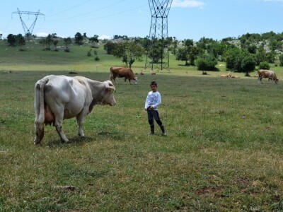 OČEVID ŠTETA OD VUKA U GOLUBIĆU - Šestogodišnji dječak prepoznao ugrize vuka na vratu usmrćenih koza!