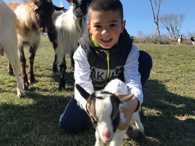OČEVID ŠTETA OD VUKA U GOLUBIĆU - Šestogodišnji dječak prepoznao ugrize vuka na vratu usmrćenih koza!