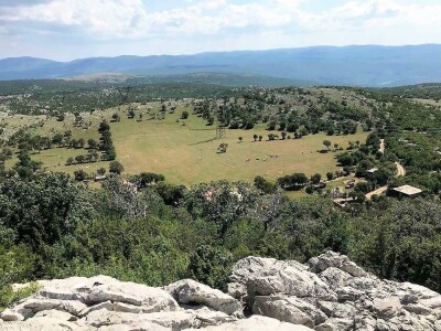 OČEVID ŠTETA OD VUKA U GOLUBIĆU - Šestogodišnji dječak prepoznao ugrize vuka na vratu usmrćenih koza!